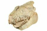 Fossil Oreodont (Merycoidodon) Skull - South Dakota #192528-2